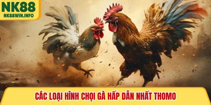 Các loại hình chọi gà hấp dẫn nhất Thomo