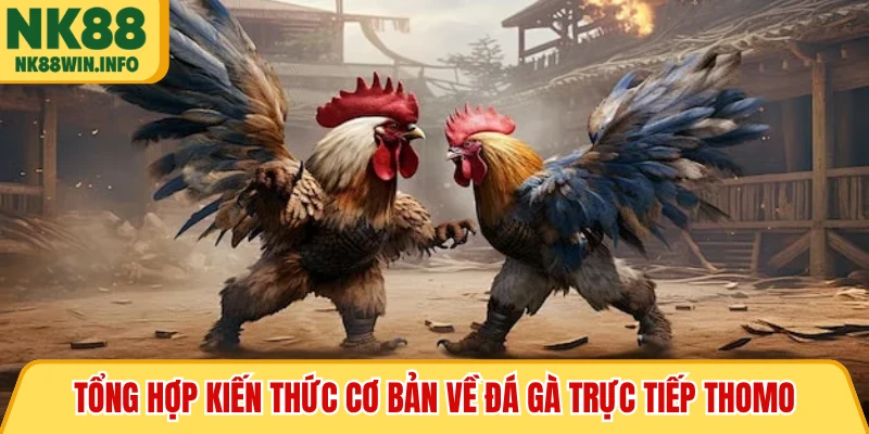 Tổng hợp kiến thức cơ bản về đá gà trực tiếp Thomo
