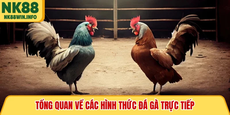 Tổng quan về các hình thức đá gà trực tiếp